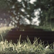 Novice Horse Open Results & Judges’ Sheets